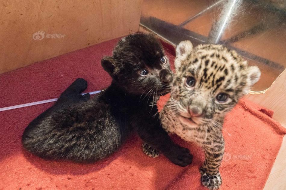 長日光陰亂作一團光陰似箭筆趣閣最新類似