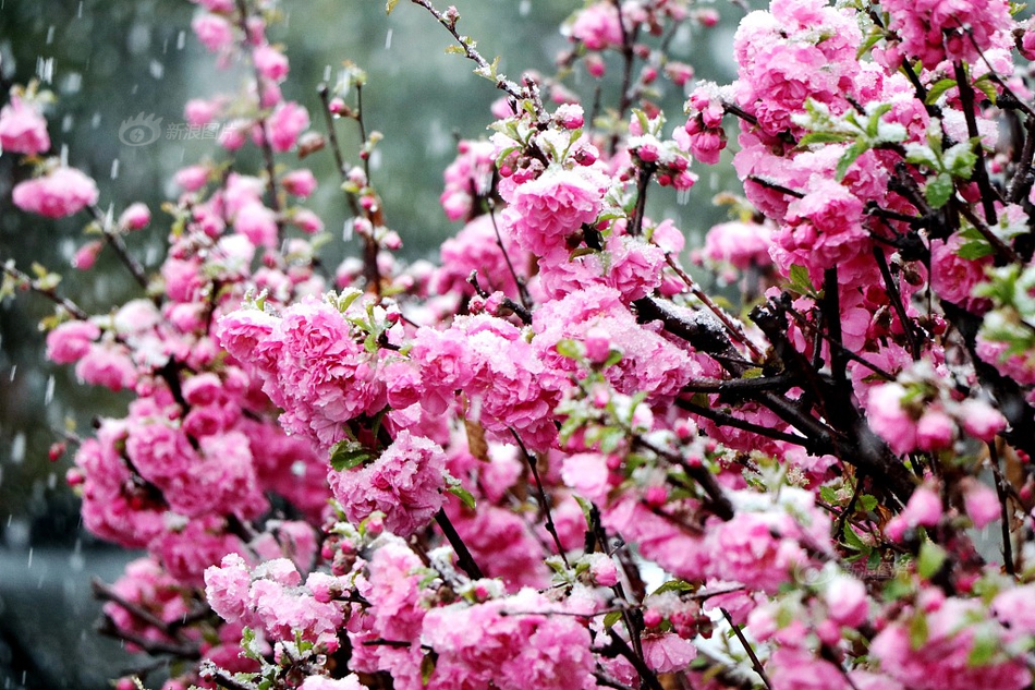 《字字珠璣》by金銀花露