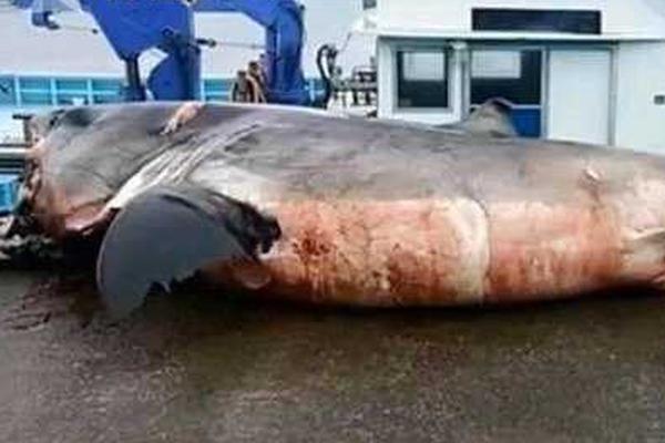 一鏡到底by約耳講的啥