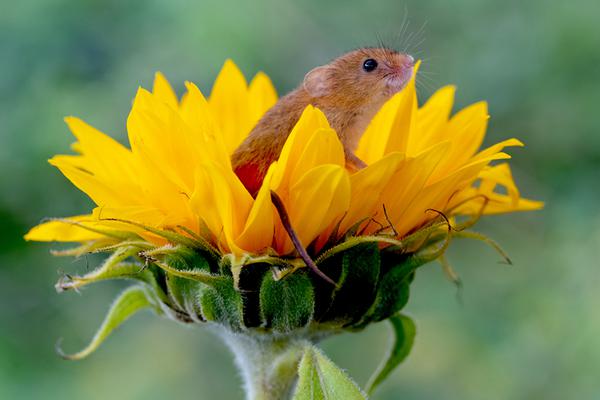 富婆圈的男寵小說txt