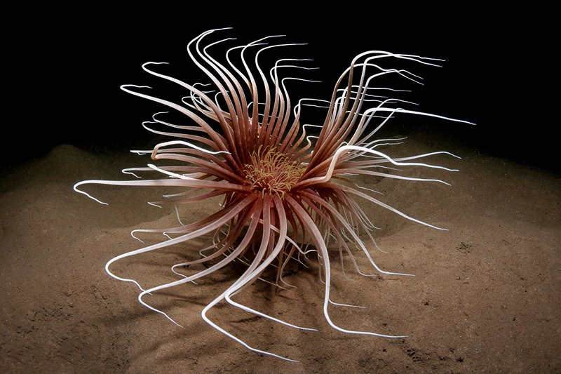 公開by臣年TXT筆趣閣