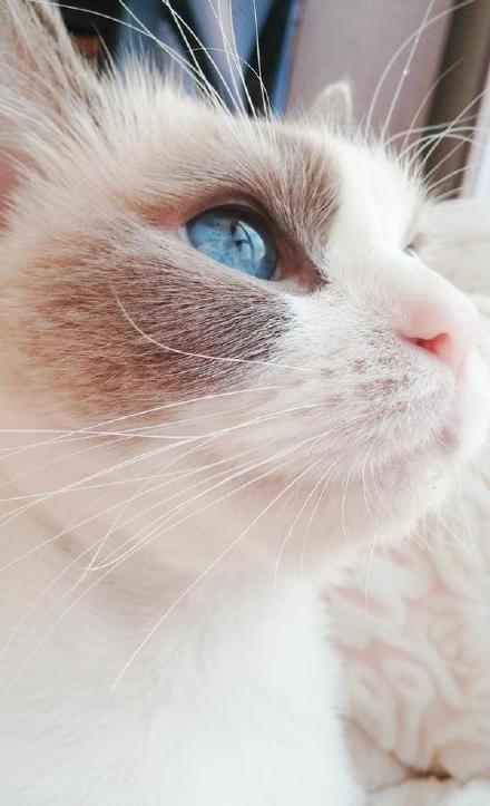 醉青山by猴有羊 古風文