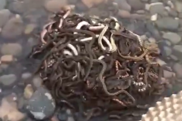 顧辰五份婚約的小說筆趣閣免費(fèi)閱讀