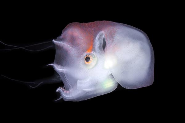 穿成反派的前妻(1v1)夫人她又軟又慫