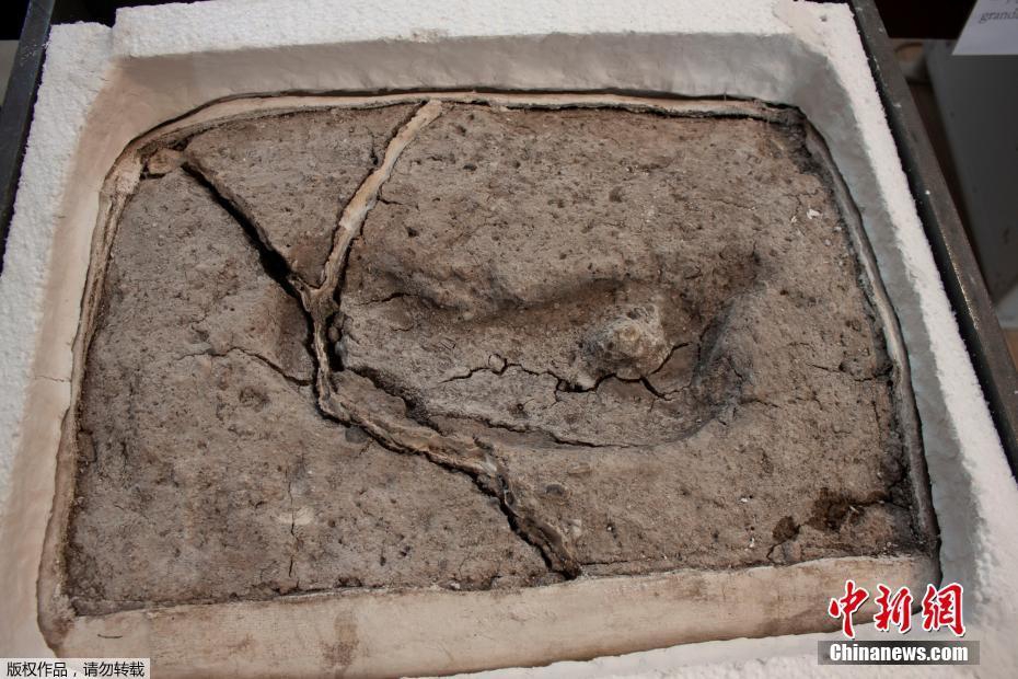 熾夏[校園1v1]小說