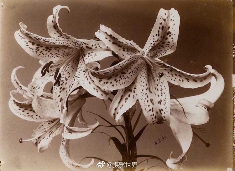 不馴之敵by騎鯨南去講的什么