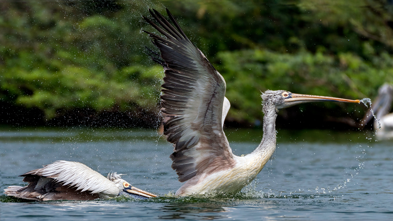 HPN小說結局是什么