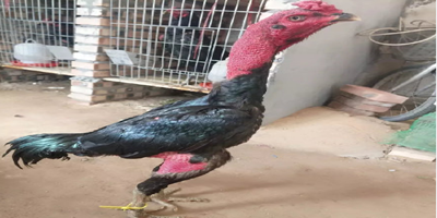 《傻子》by花卷 小說