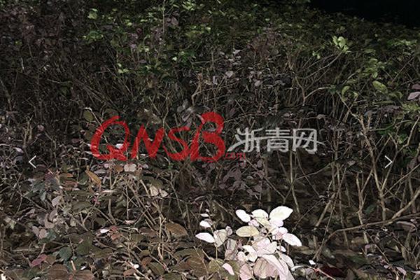 《逃妾》小說:花卷