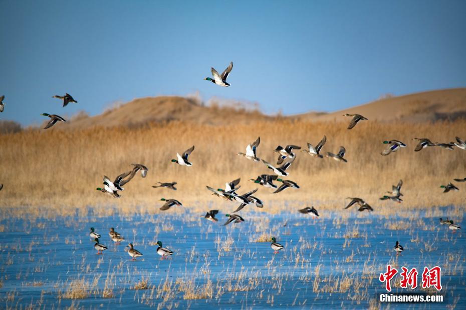 予他春歡小說TXT百度網(wǎng)盤下載