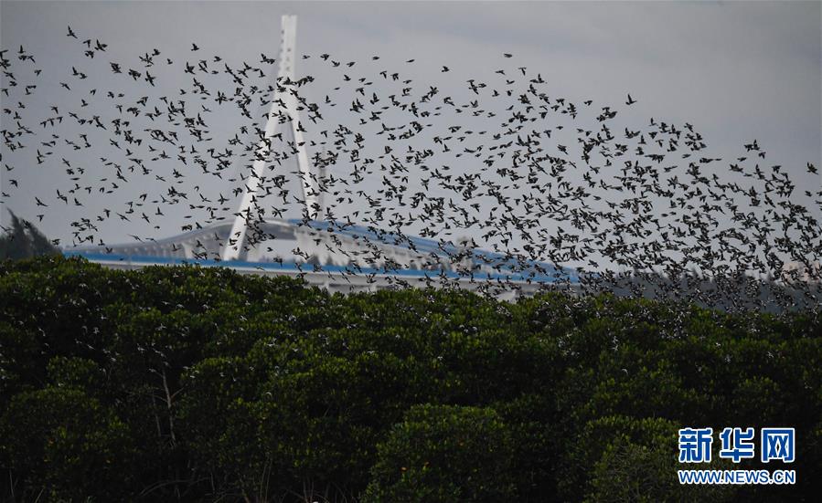 陳二狗的妖孽人生txt網盤