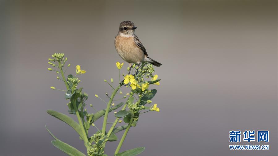整個小鎮(zhèn)都在拍mv的小說叫什么