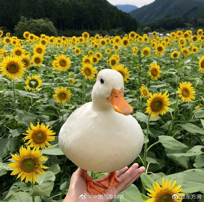 春山顛倒by紫荊花番外免費閱讀