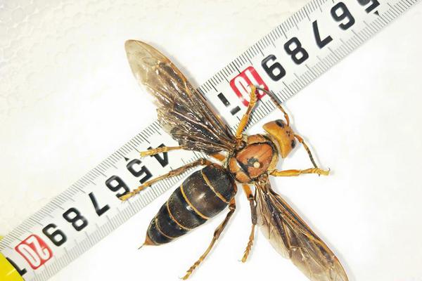 地獄公寓 txt 百度云小說