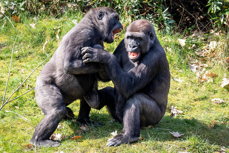 被獻給敵國瘋批太子后筆趣閣小說