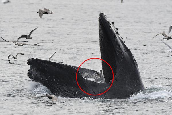 致你歡顏by餅餅藍藍