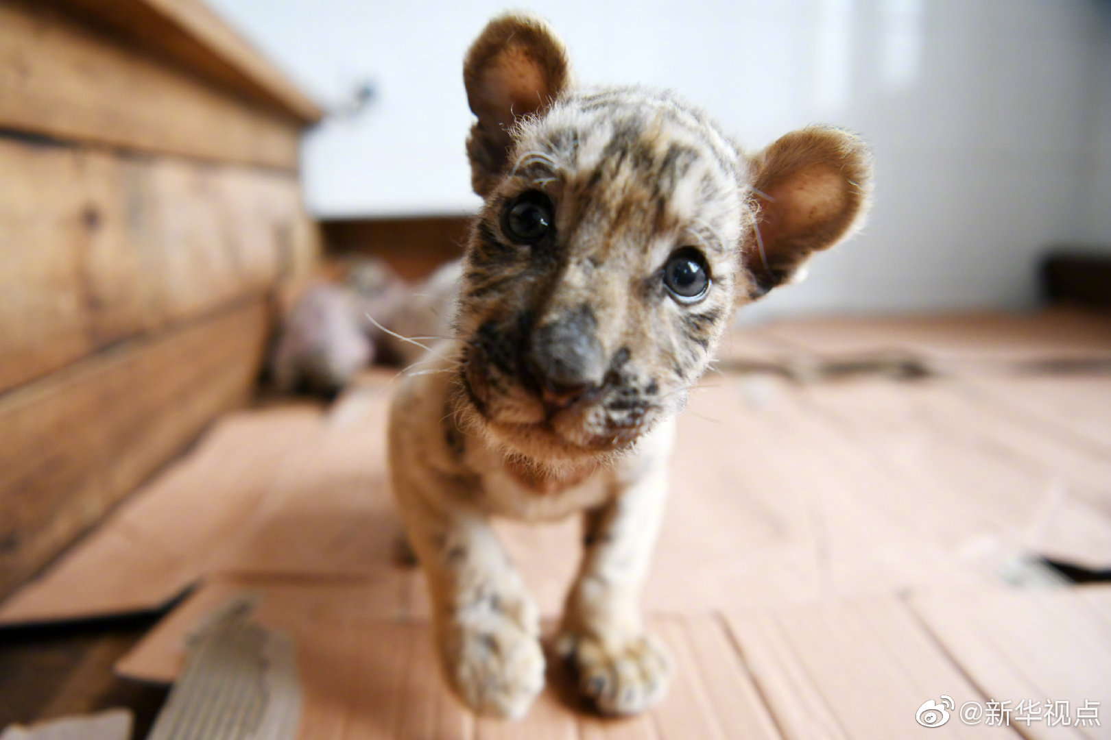 做局超前更新最新章節最新筆趣閣獨臂武救