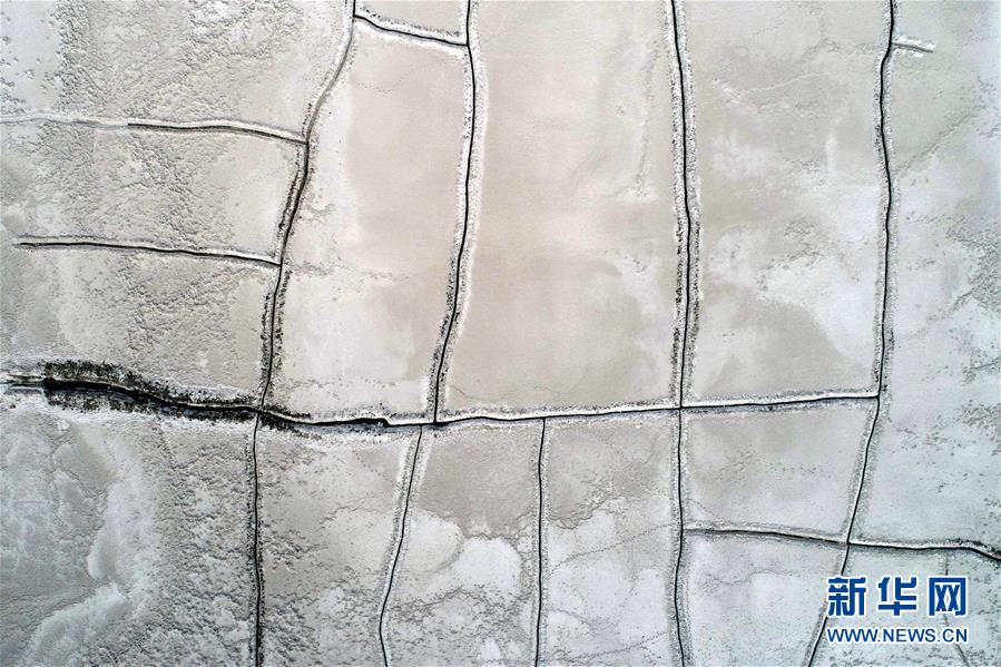 掌心雀by滿天星txt