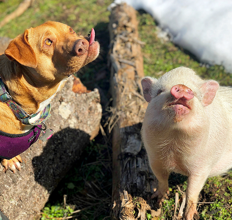 《乖戾病》by沈郁白免費(fèi)閱讀